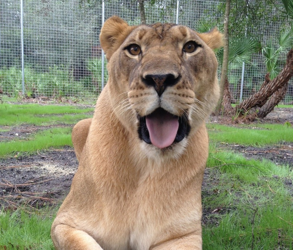 Lioness Found Chained To A Wall Got Rescued. Today She Lives The Happy Life She Deserves!