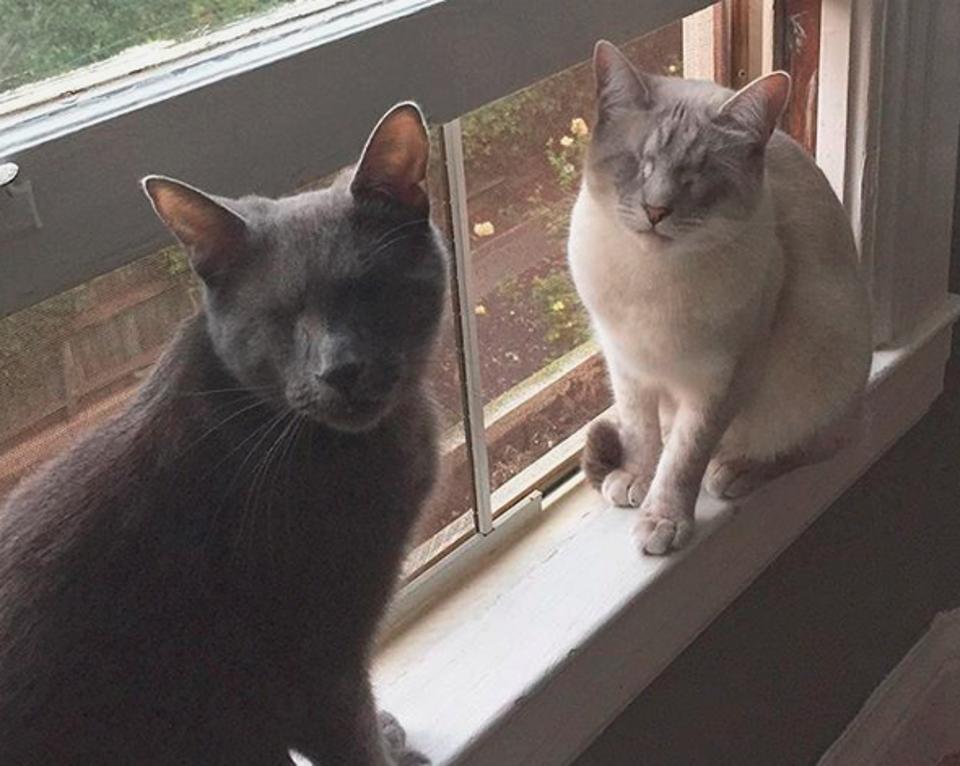 Blind cats