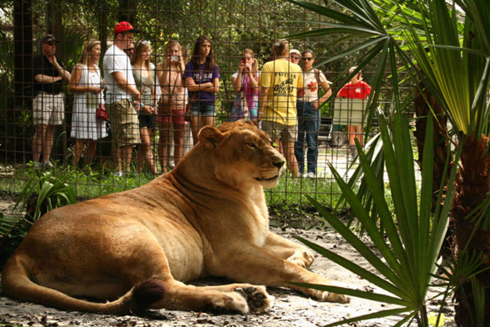 Nikita lioness