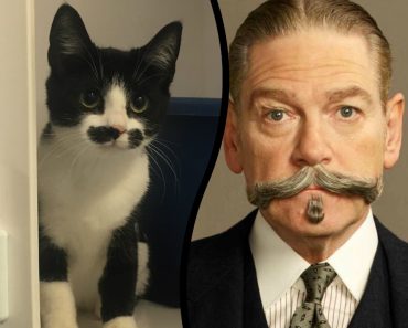 Tasha, The Kitten That Looks Like Poirot