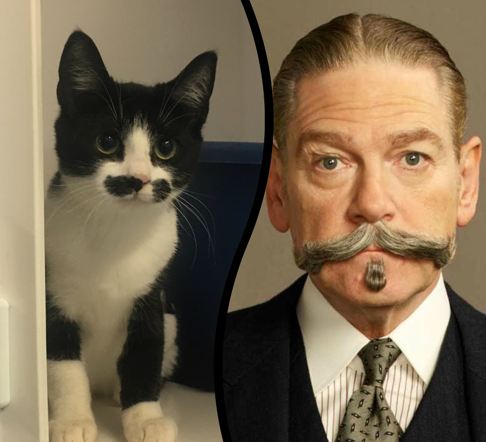 Tasha, The Kitten That Looks Like Poirot