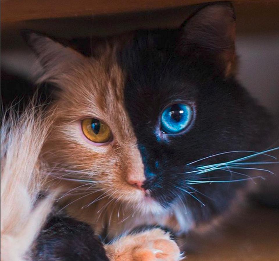 The Kitty Who Looks Like Two Cats In One