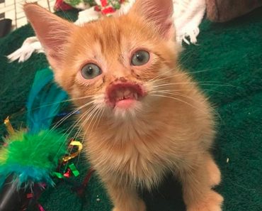 Adorable Kitten Without A Nose Finally Gets It Fixed