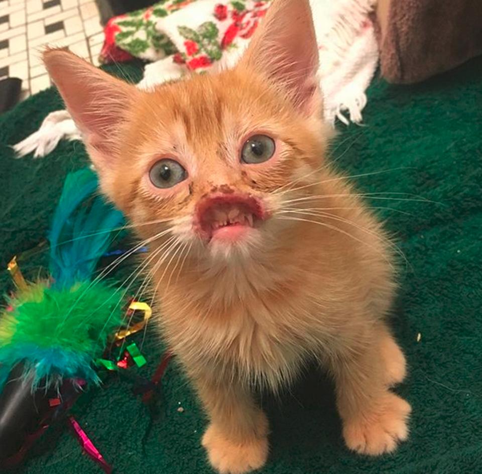 Adorable Kitten Without A Nose Finally Gets It Fixed