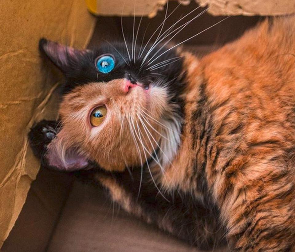 Quimera is taking Internet by storm with her beautiful and unique...