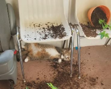 Woman Comes Home To Find Her Cats Almost Passed Out After Trying Her Homegrown Marijuana!