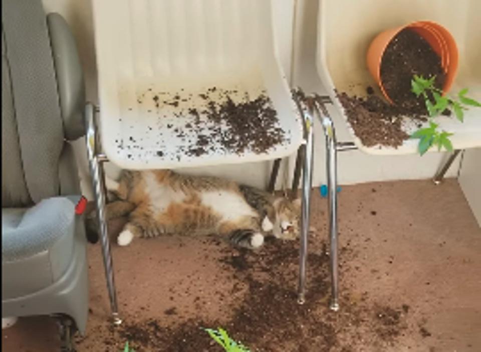 Woman Comes Home To Find Her Cats Almost Passed Out After Trying Her Homegrown Marijuana!