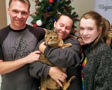 A Christmas Miracle, Lost Cat Returns To Her Family 3 Years Later