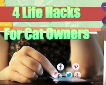 Four Life Hacks For Cat Owners