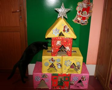 Keep Your Cat Safe And Happy Over The Christmas Period!