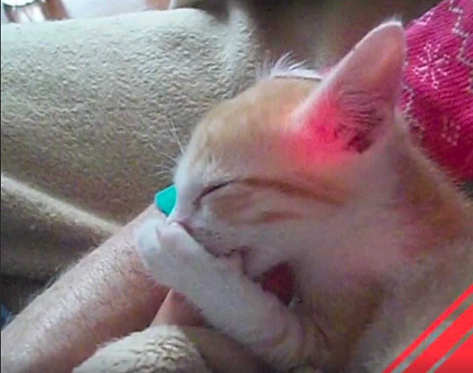 Kitten Can’t Sleep Without Security Thumb!