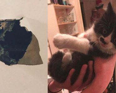 Kitten Literally Fell Through a Ceiling Into the Heart of His New Mom!
