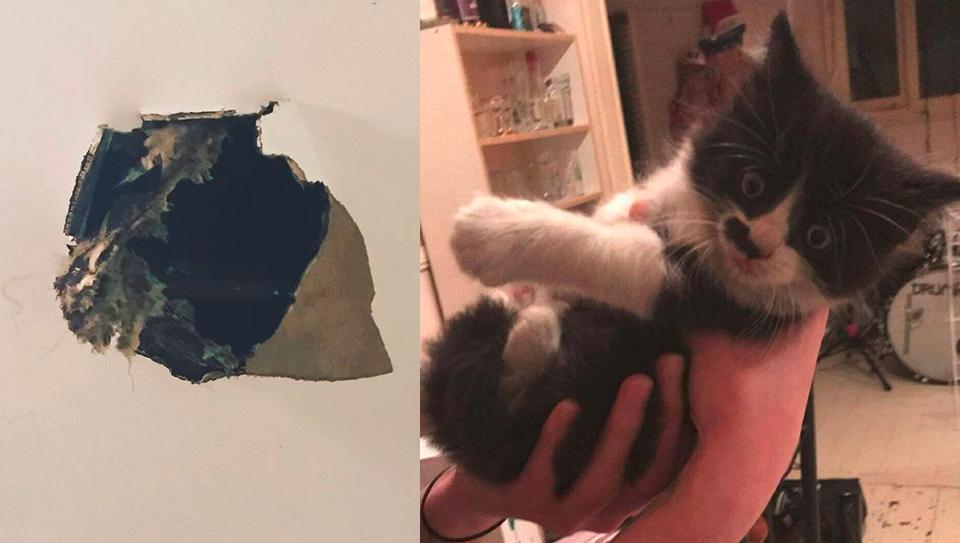 Kitten Literally Fell Through a Ceiling Into the Heart of His New Mom!