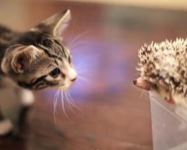 Kitten Meets Hedgehog For The First Time, A Story Of Friendship