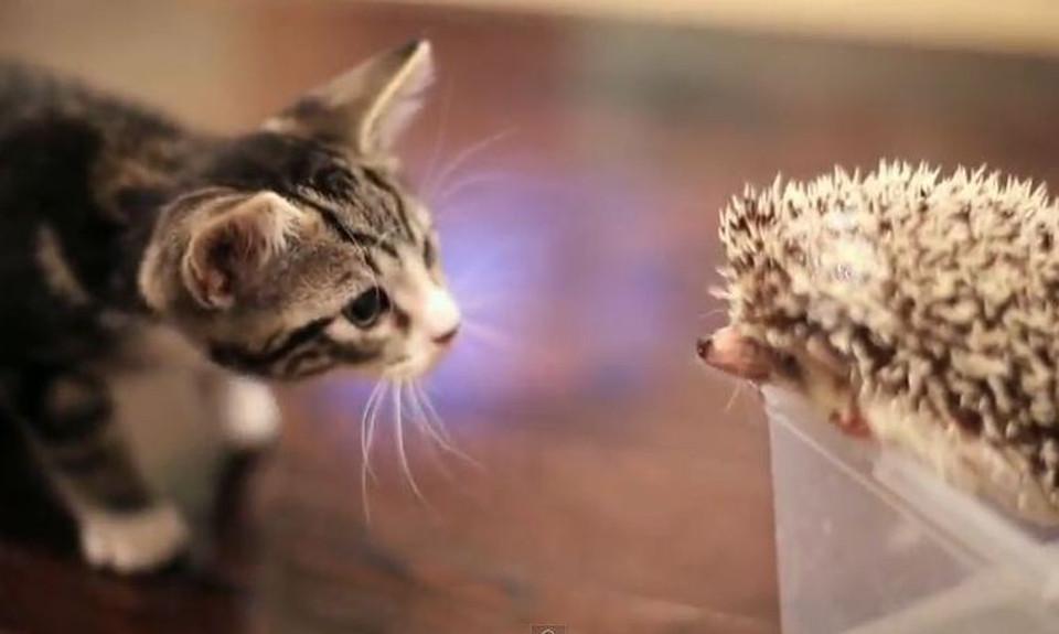 Kitten Meets Hedgehog For The First Time, A Story Of Friendship