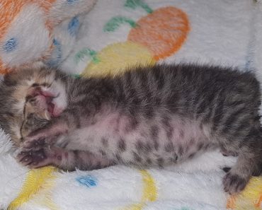 Kitten Born With Two Faces Defies The Odds To Survive