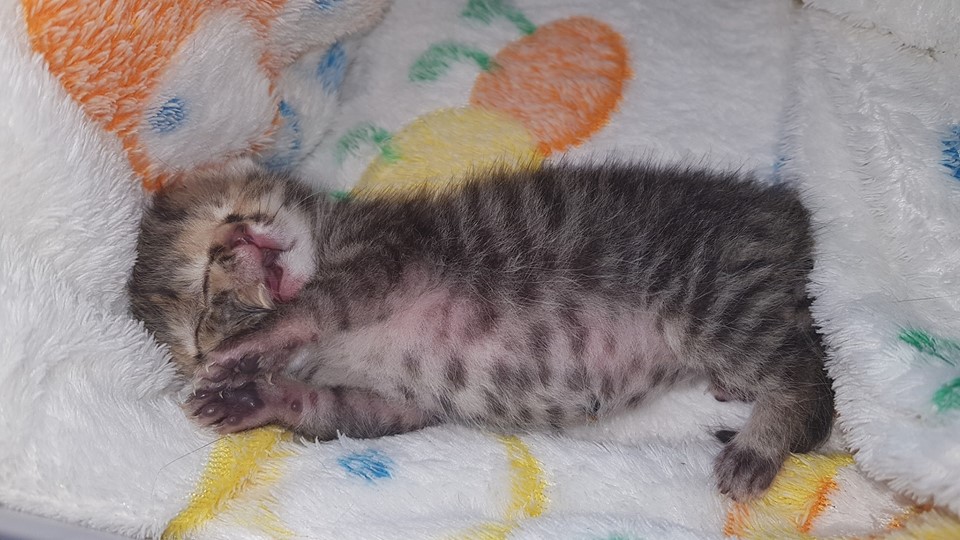 Kitten Born With Two Faces Defies The Odds To Survive