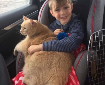 This Boy Had The Chance To Adopt A Shelter Pet! He Decided To Adopt A Senior Ginger Cat Who Lost His Home.