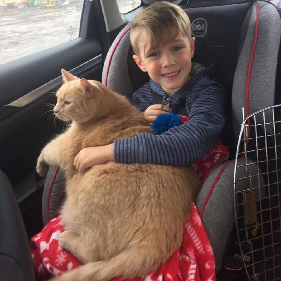 This Boy Had The Chance To Adopt A Shelter Pet! He Decided To Adopt A Senior Ginger Cat Who Lost His Home.