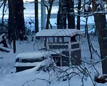 Woman Provides Different Types Of Shelters For Feral Cats Based On The Cats’ Personalities