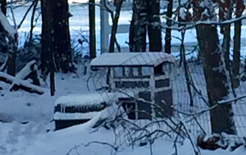 Woman Provides Different Types Of Shelters For Feral Cats Based On The Cats’ Personalities