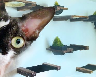 Woman Turns Her Living Room Into A $600 Indoor Custom Cat House!