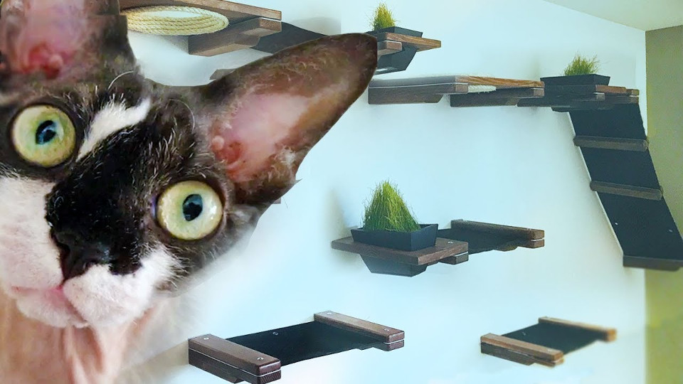 Woman Turns Her Living Room Into A $600 Indoor Custom Cat House!