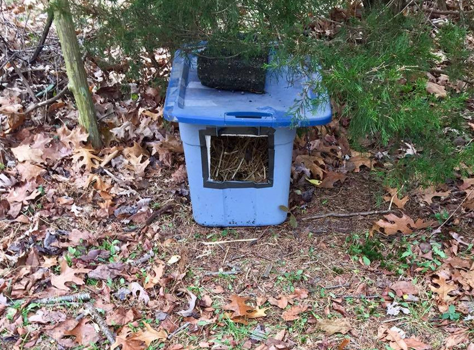 Feral cats shelter