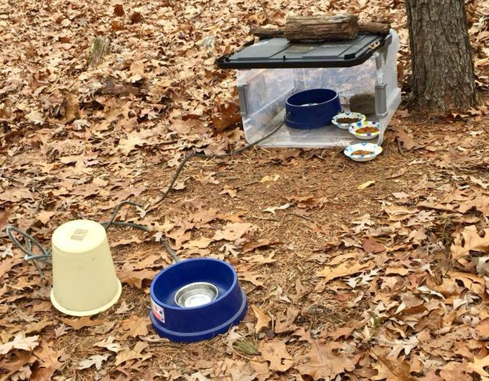 Cats feeding place