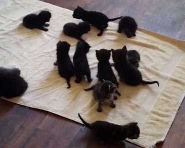 14 Miracle Kittens Left In A Dumpster To Die Were Found And Saved