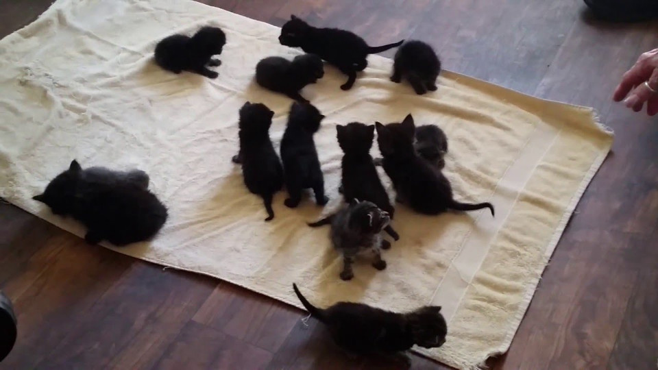 14 Miracle Kittens Left In A Dumpster To Die Were Found And Saved