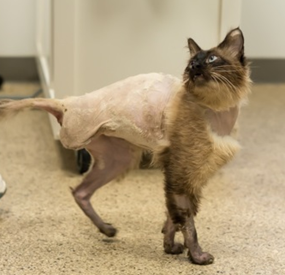 cat after surgery