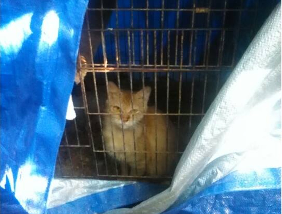 Cat Confined To Bird Cage Entire Life Finally Gets Rescued