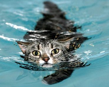 She Was Told Her Cat Was Never Going To Use His Front Legs Again But After Swimming Sessions Everything Changed