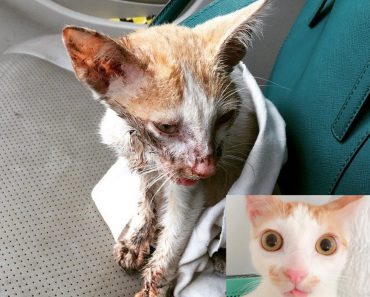 Cat Found With Smashed Jaw Is Rescued By Kind Hearted Woman