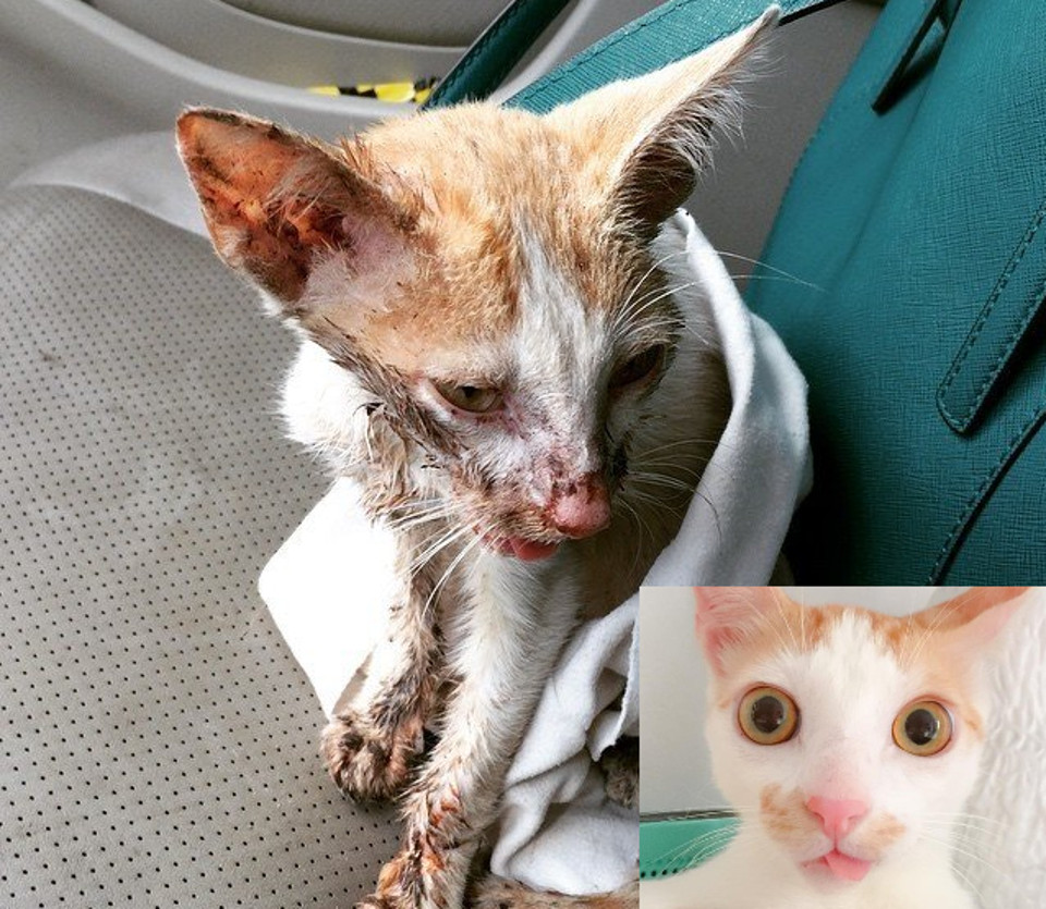 Cat Found With Smashed Jaw Is Rescued By Kind Hearted Woman
