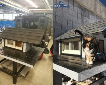 Police Officers Build Mini Condo For Mascot ‘SWAT Cat’