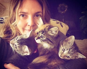 Drew Barrymore Planned To Rescue One Kitten But Ended Up Going Home With Three