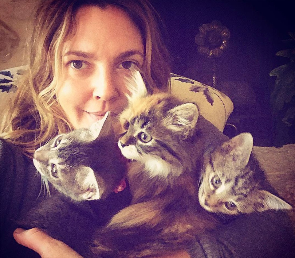 Drew Barrymore Planned To Rescue One Kitten But Ended Up Going Home With Three