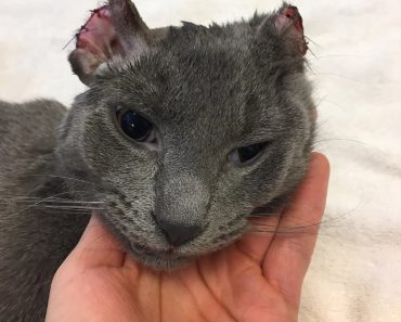 Kitten Who Lost Part Of His Ears And Toes Wants Nothing But Love