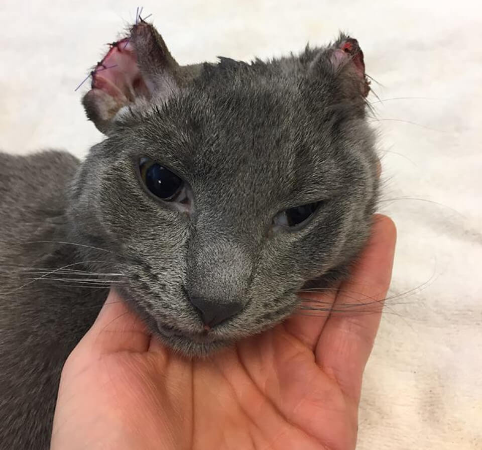 Kitten Who Lost Part Of His Ears And Toes Wants Nothing But Love