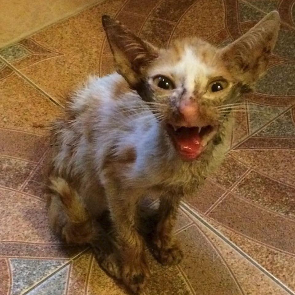 smeagol rescue