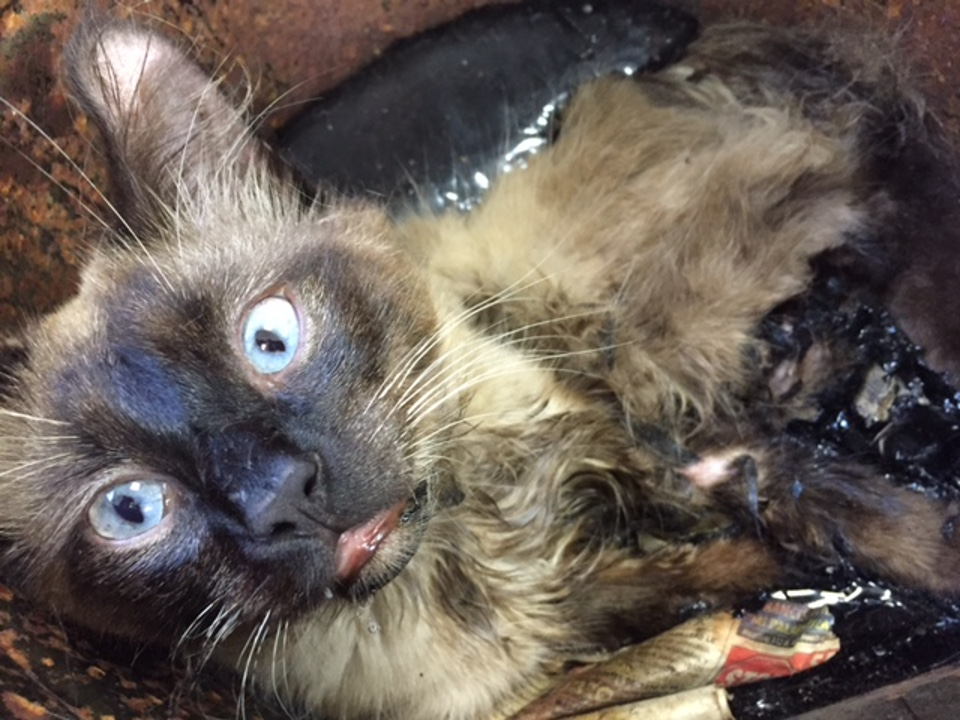 cat stuck in tar