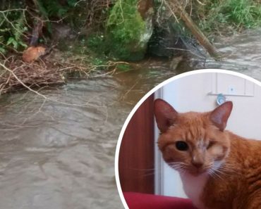 Blind Cat Was Rescued After Spending Days Stuck On A River Bank