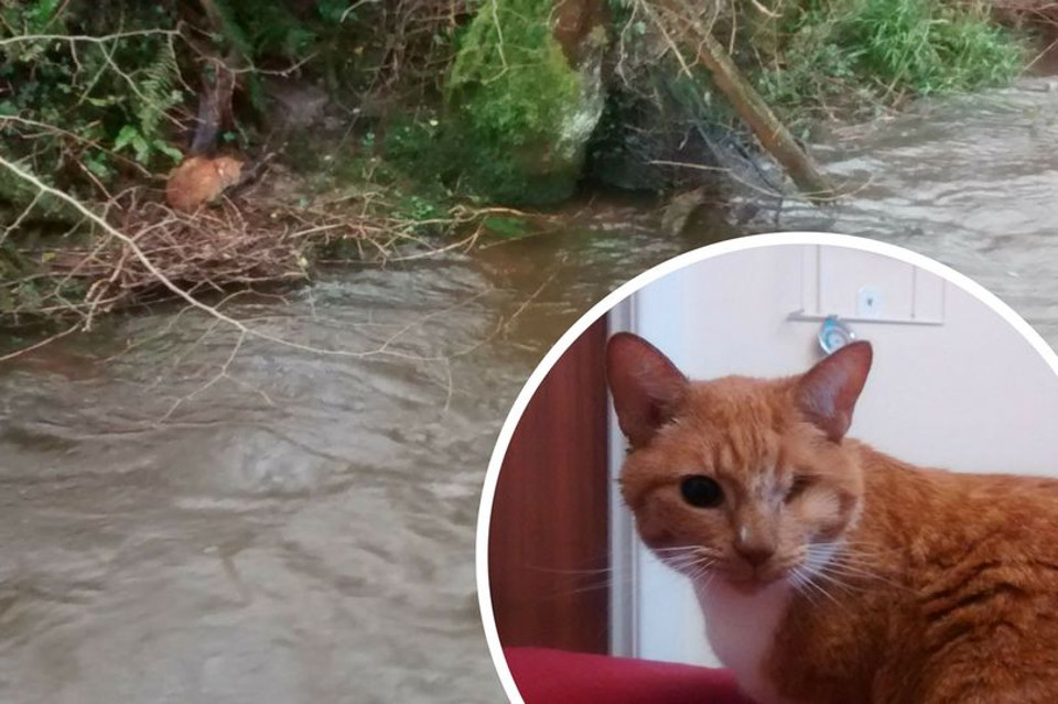 Blind Cat Was Rescued After Spending Days Stuck On A River Bank