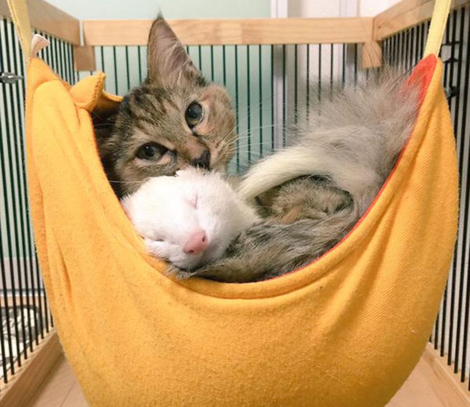 cat and ferret