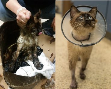 Cat Found With His Legs Buried In Tar Was Rescued By Kind Hearted Humans