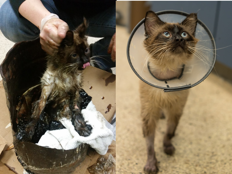 Cat Found With His Legs Buried In Tar Was Rescued By Kind Hearted Humans