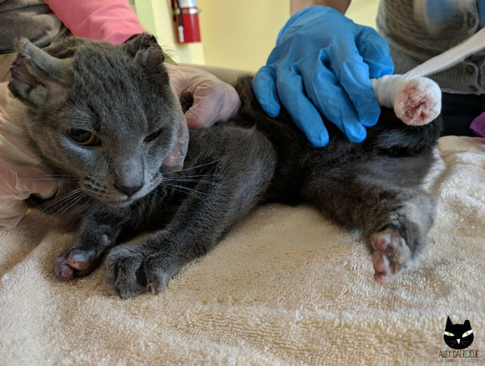 Hardy at the vet