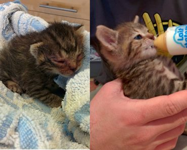 They Found A Helpless Kitten On The Ground Near The House. 8 Months Later…